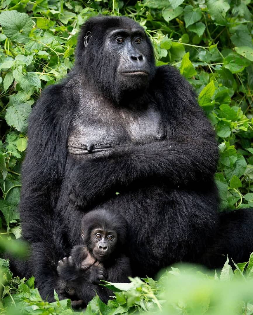 The Ultimate Guide to Gorilla Trekking in Bwindi Impenetrable Forest