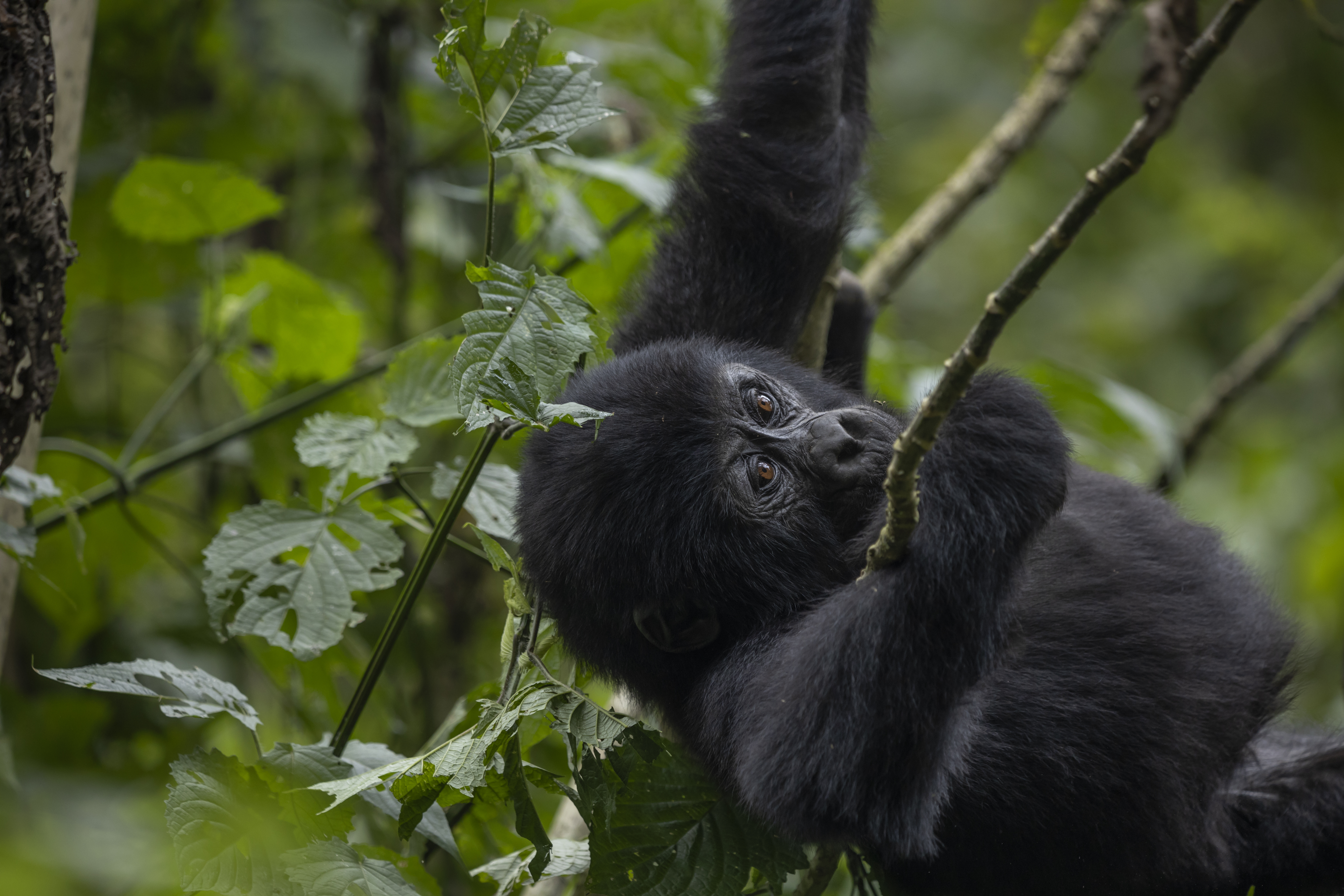 Gorilla Trekking