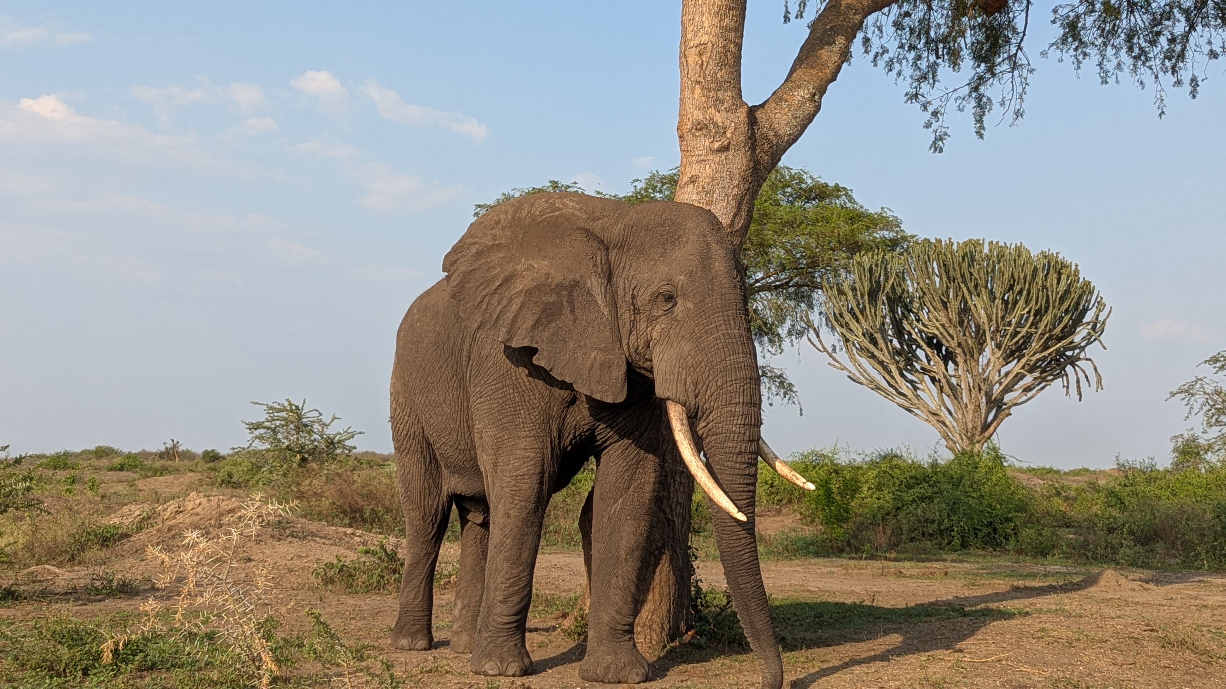 Big Five Safari