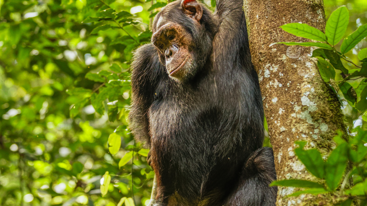 Chimpanzee Tracking