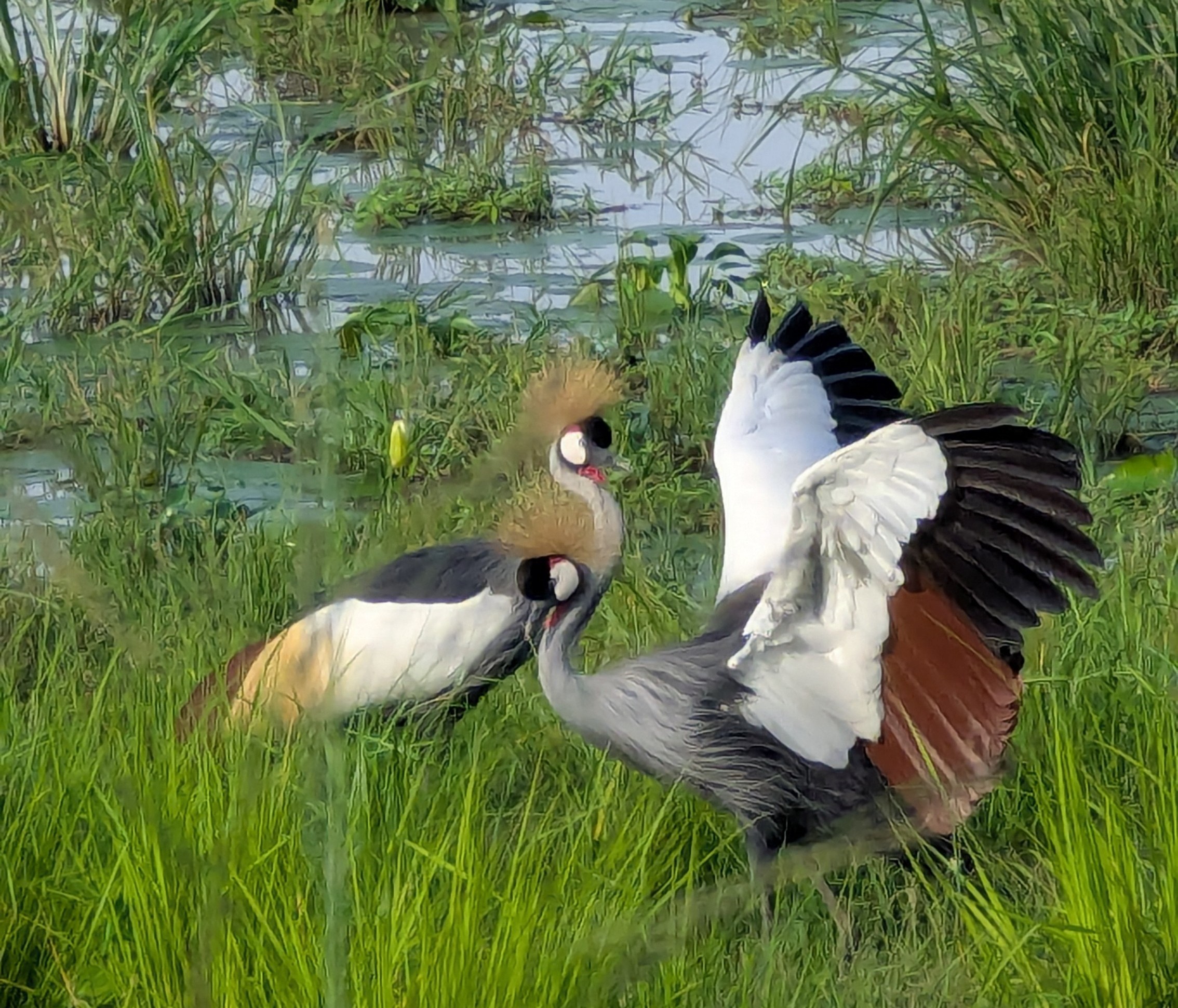 Bird Watching