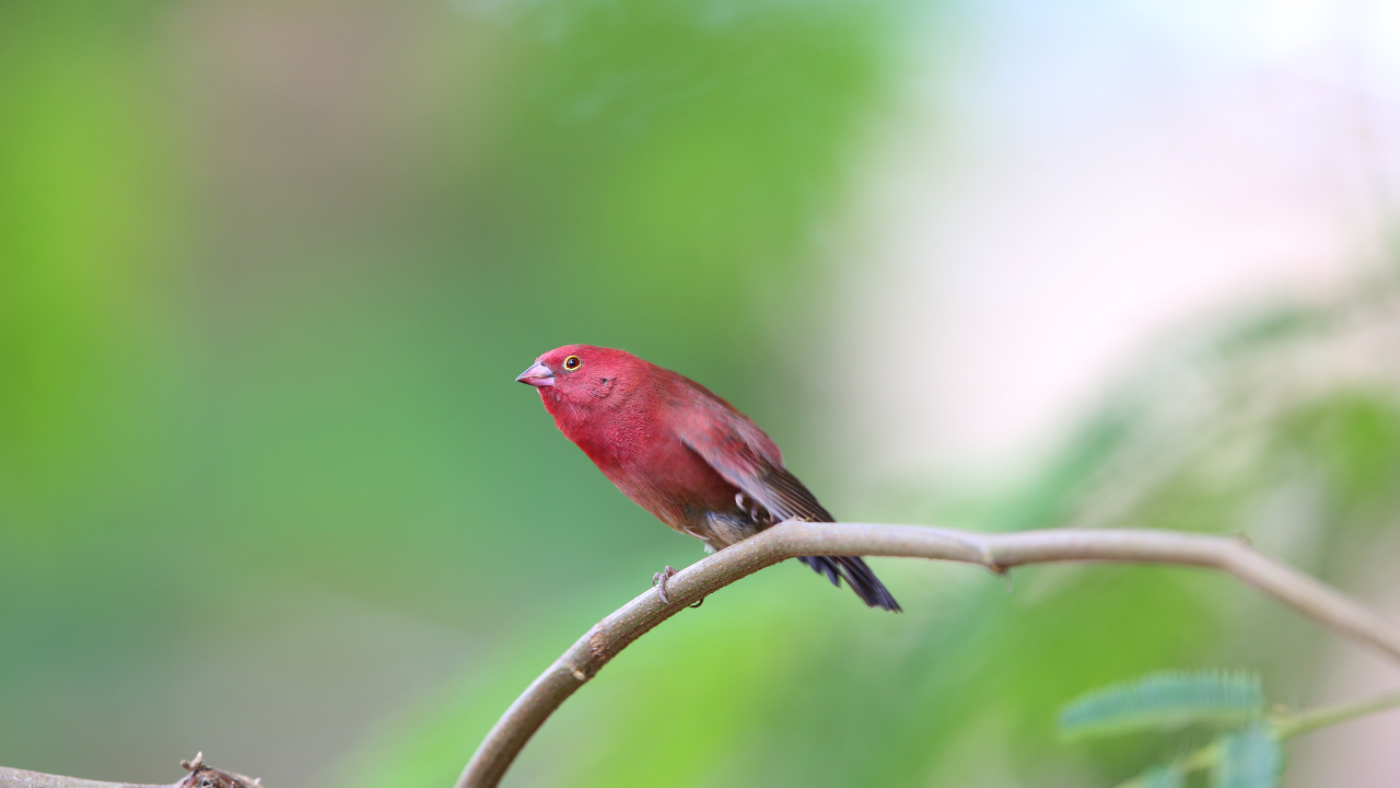 Birds of Uganda — rare species