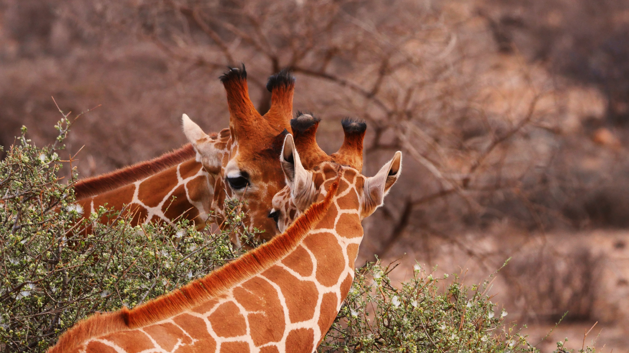 Grace in the Wild — Encounter the Majestic Giraffe in Their Natural Habitat.