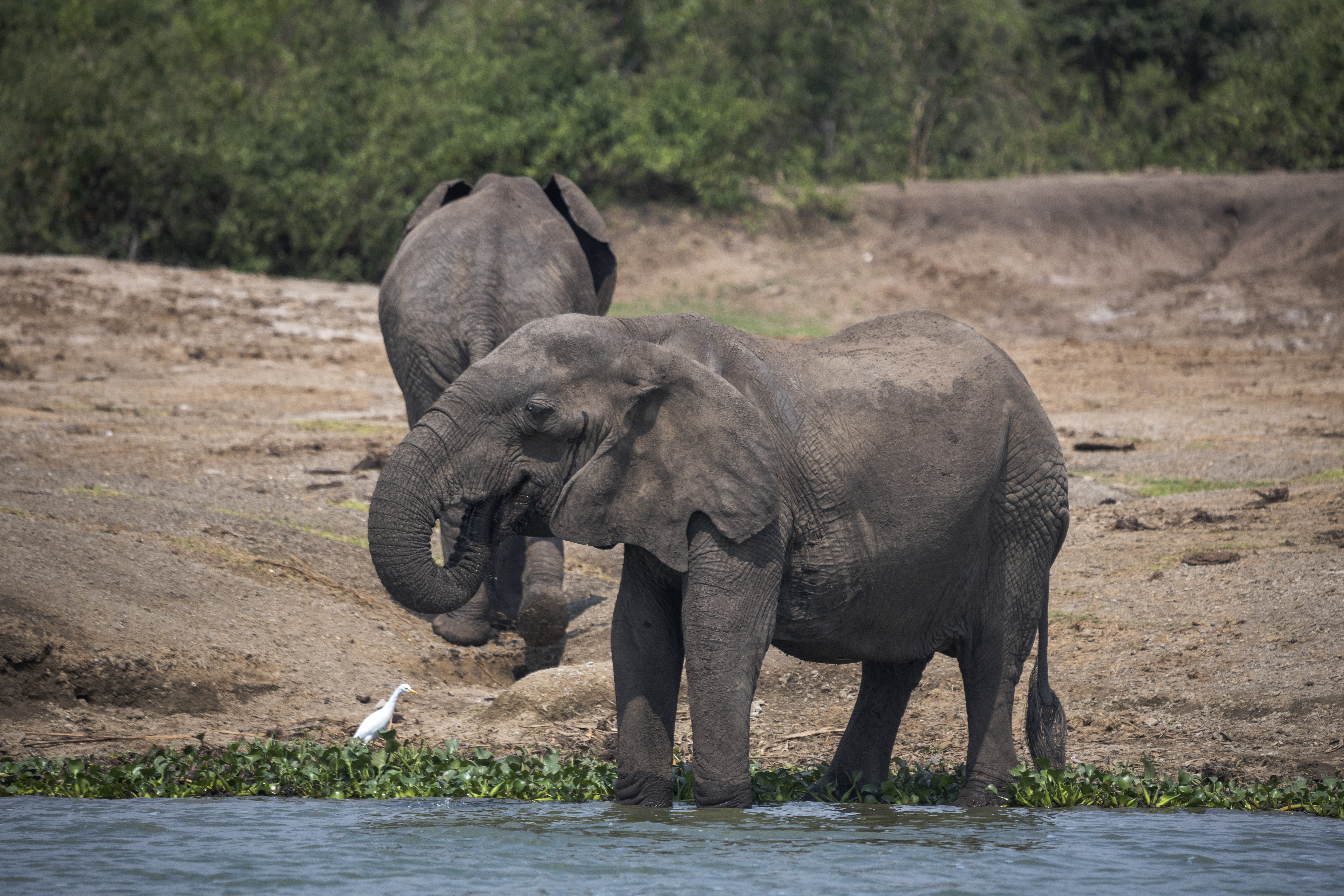 African Elephant