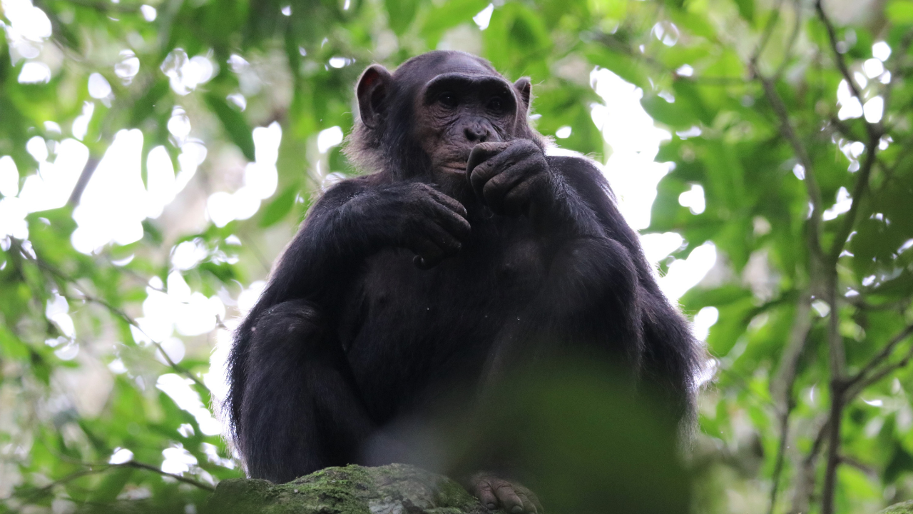 Chimpanzee