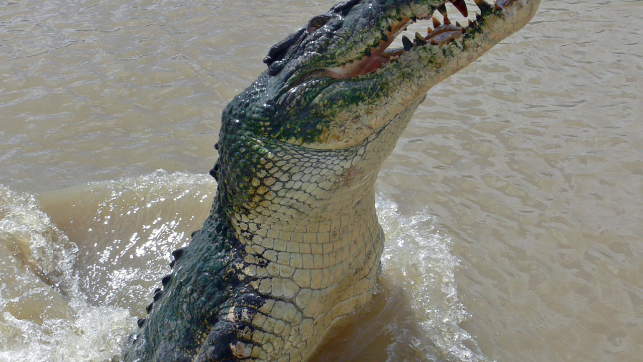 Nile Crocodile