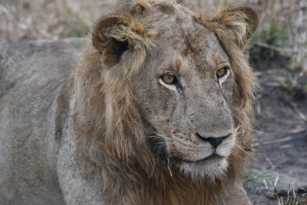 African Lion