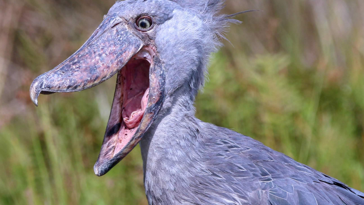 Shoebill Stork
